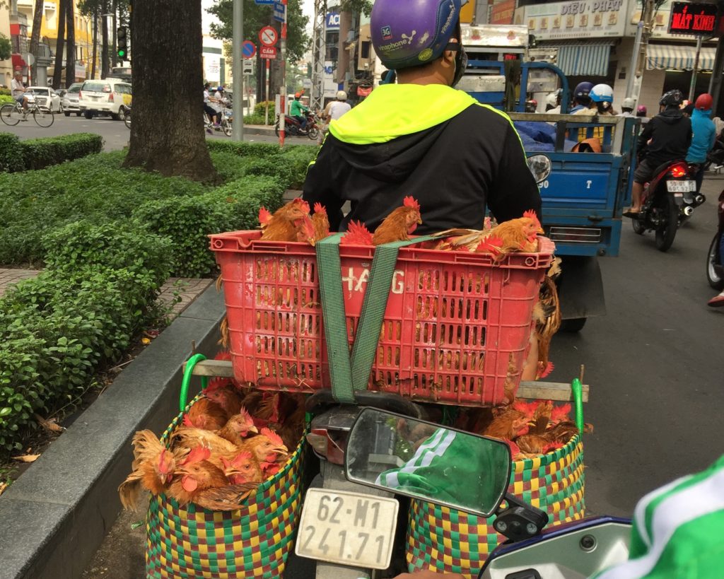 motorbike carrying chickens